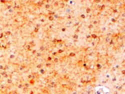 AIF-1/Iba1 Antibody, Novus Biologicals 0.1mg; Unlabeled:Antibodies, Polyclonal